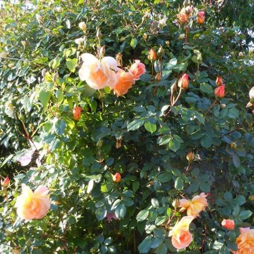 Dorado - Árbol de Rosas Híbrido de Té - rosal de pie alto- froma de corona llorona
